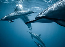 世界杯官方直播app官网下载入口-女足亚洲杯：朝鲜队大胜乌兹别克斯坦队